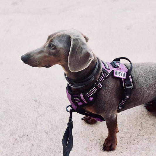 Chapita personalizada para perro – Modelo Retro color morado