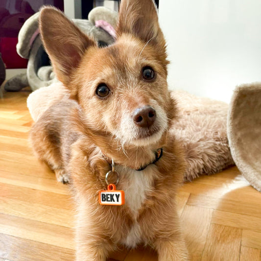 Chapita personalizada para perro – Modelo Retro color naranja