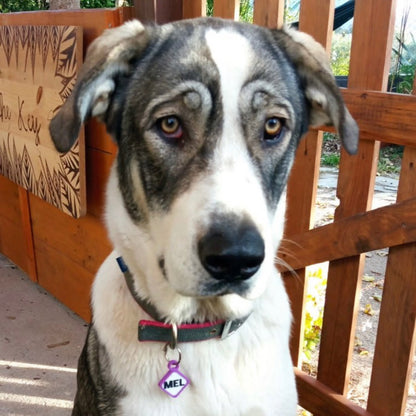 Badge Scooby violet en forme de losange