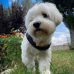 Luka con su chapita Mira Qué Guau!