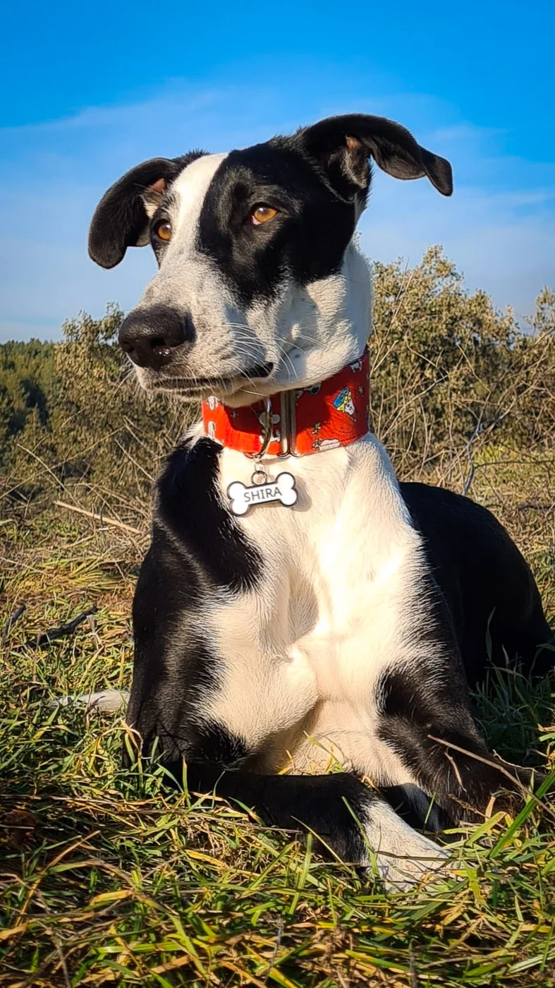 Sira con su chapita Mira Qué Guau!