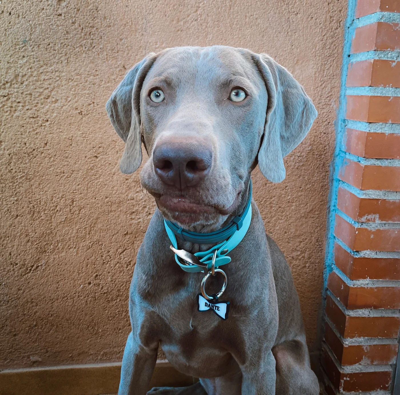 Dante con su chapita Mira Qué Guau!
