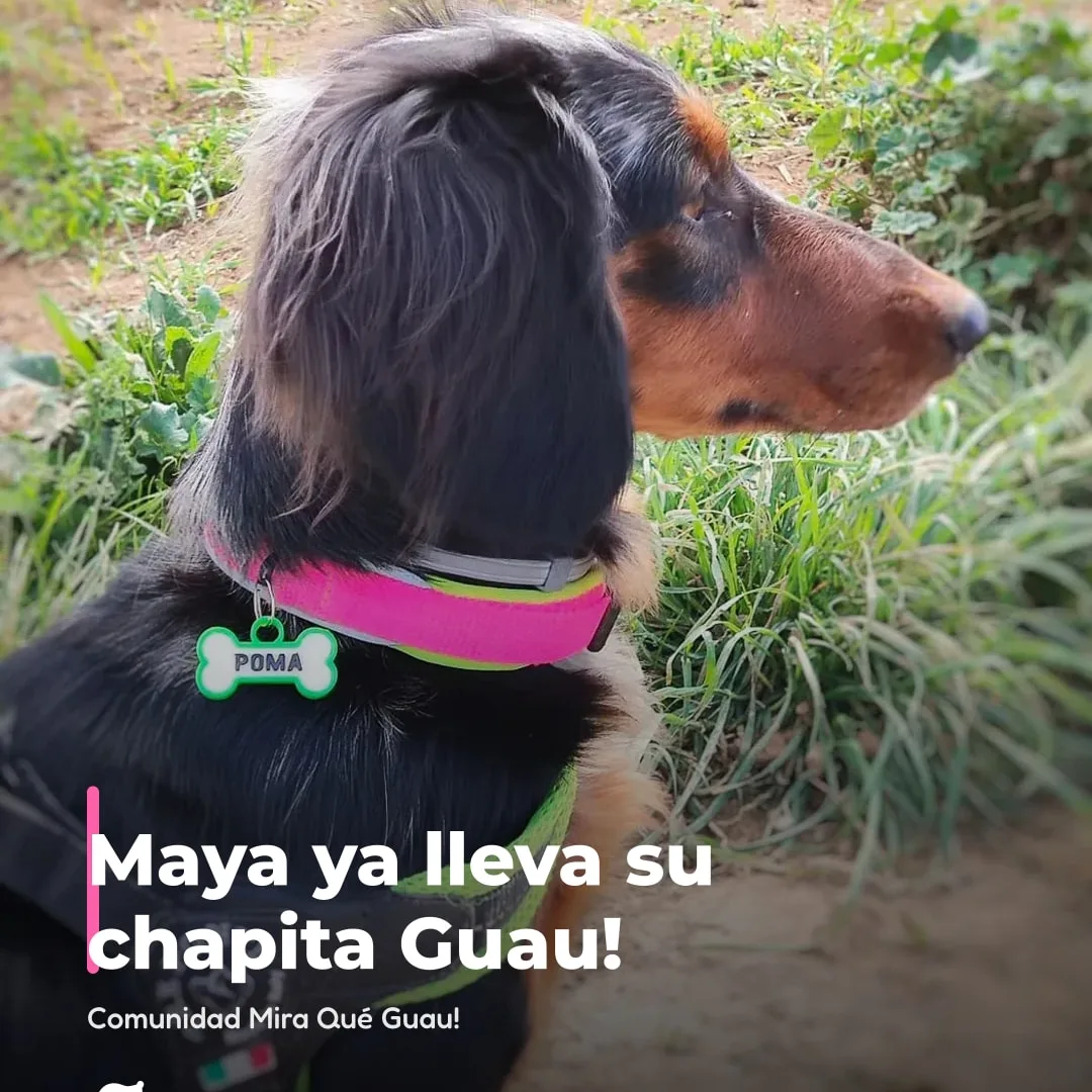 Maya ya lleva su chapita Guau!

¿Y el tuyo? Sube su foto al Hall of Fame (enlace