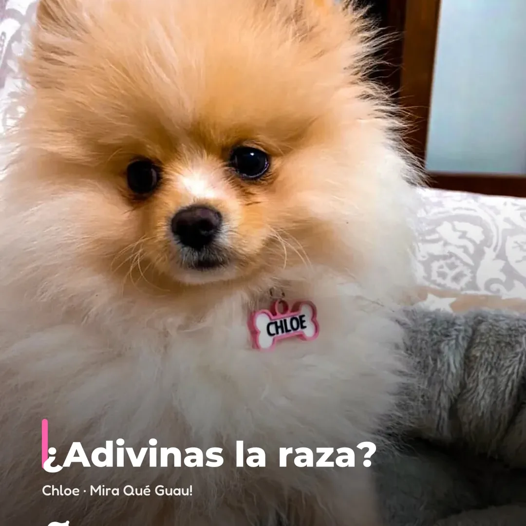 ¿Adivinas la raza de Chloe? 🔍

Te leemos en comentarios: mañana desvelamos la r