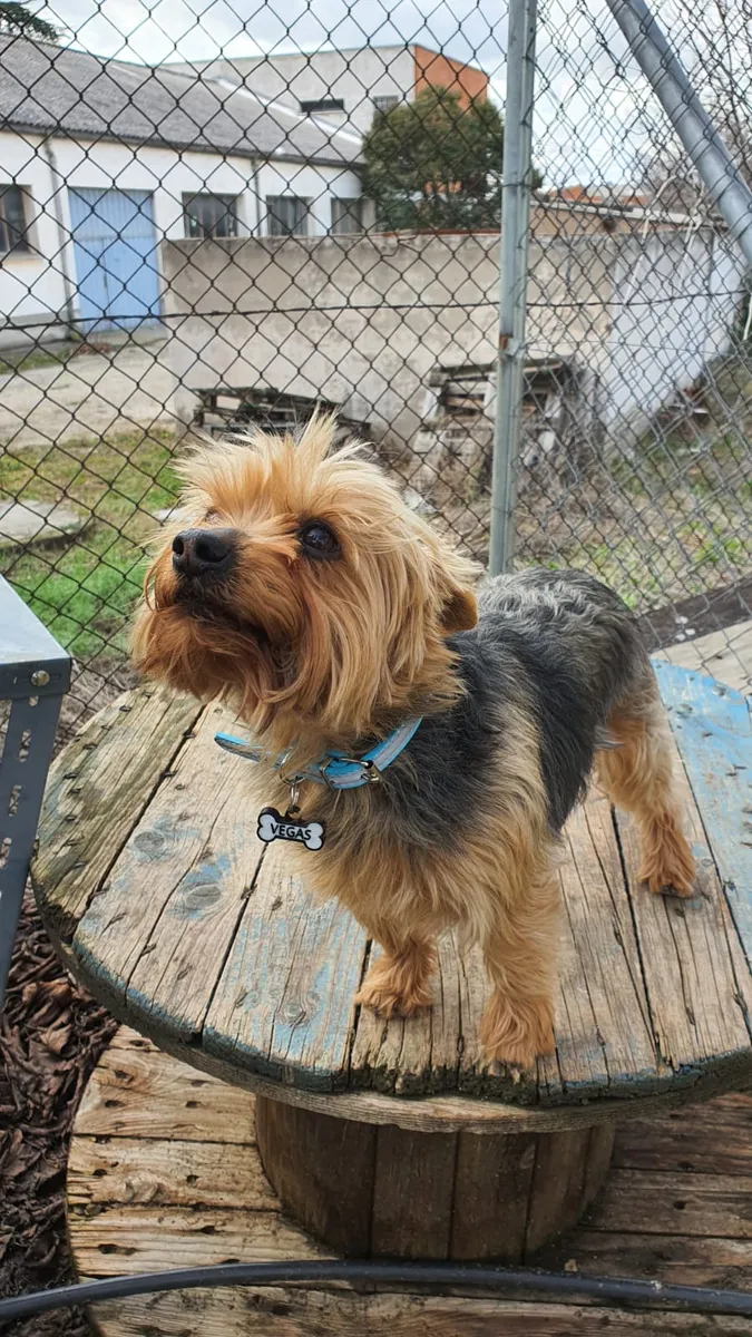 Yorkshire terrier con collar azul y chapita en forma de hueso sobre una mesa de madera en un patio.