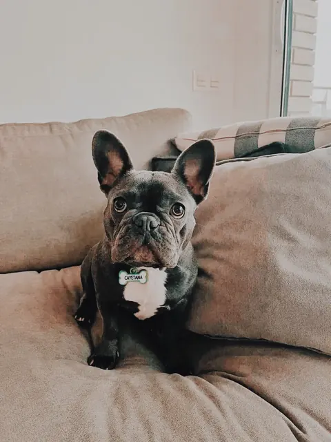 BATMAN avec sa médaille pour chien personnalisée Mira Qué Guau!