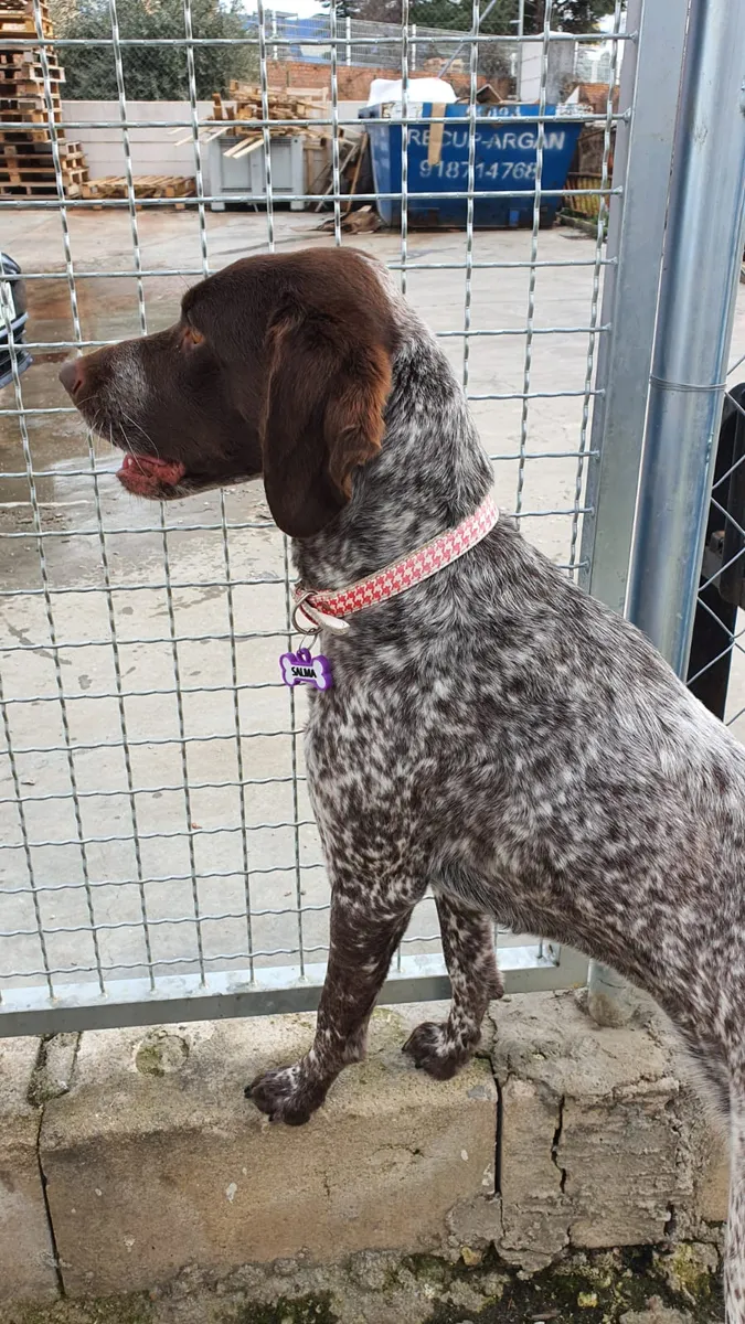 Braco alemán de perfil, con collar rosa y chapita morada, junto a una verja metálica.