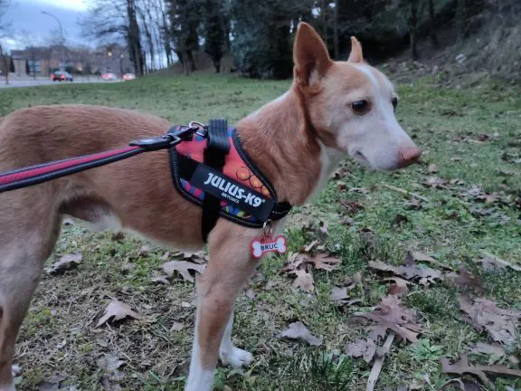 Podenco marrón y blanco en un parque, con arnés negro, correa y chapita roja en forma de hueso que dice BRUC.