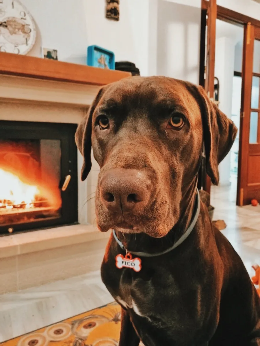 Labrador chocolate con collar y chapita en forma de hueso junto a una chimenea encendida.
