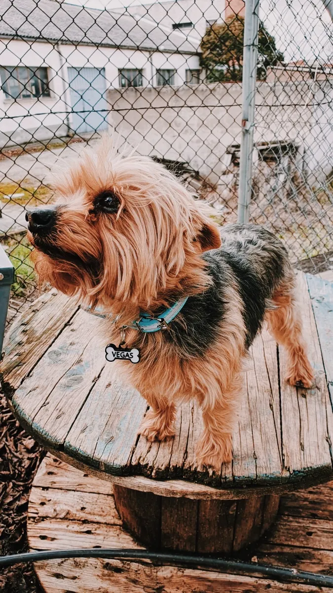 Yorkshire terrier con collar azul y chapita que dice VEGAS, de pie sobre una mesa de madera al aire libre.