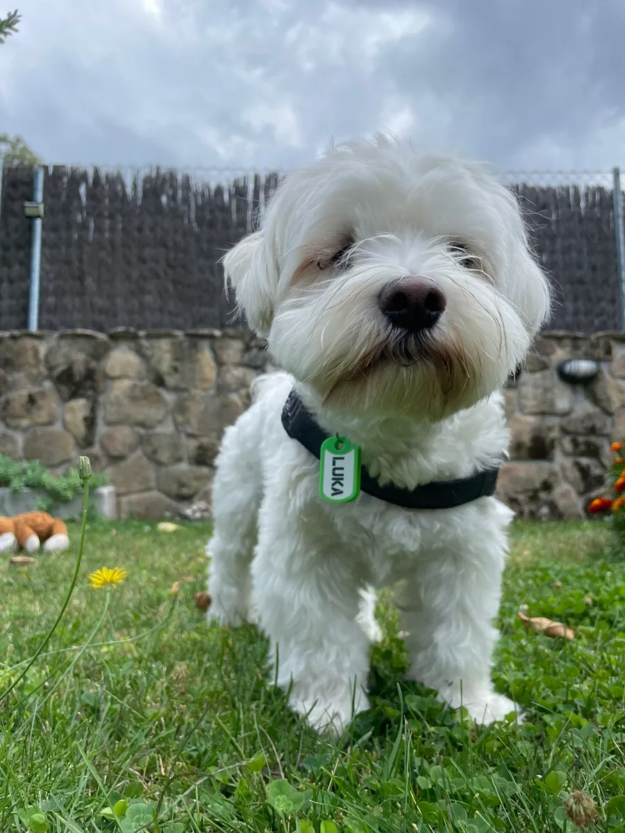 Bichón maltés blanco sobre el césped, con collar negro y chapita verde que dice LUKA.