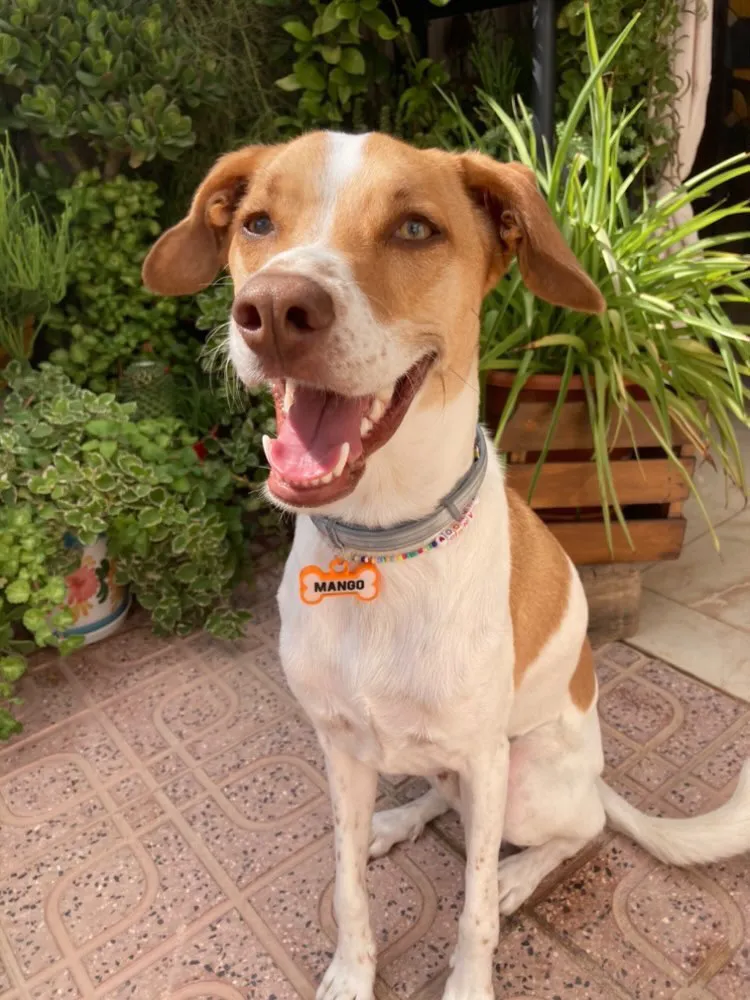 Perro marrón y blanco sentado en un patio con plantas, con collar gris y chapita naranja que dice MANGO.
