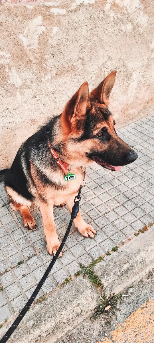 Pastor alemán sentado en una acera junto a una pared, con collar rojo, chapita verde y correa negra.