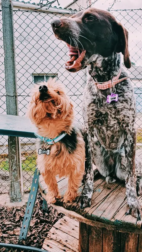 SAM avec sa médaille pour chien personnalisée Mira Qué Guau!