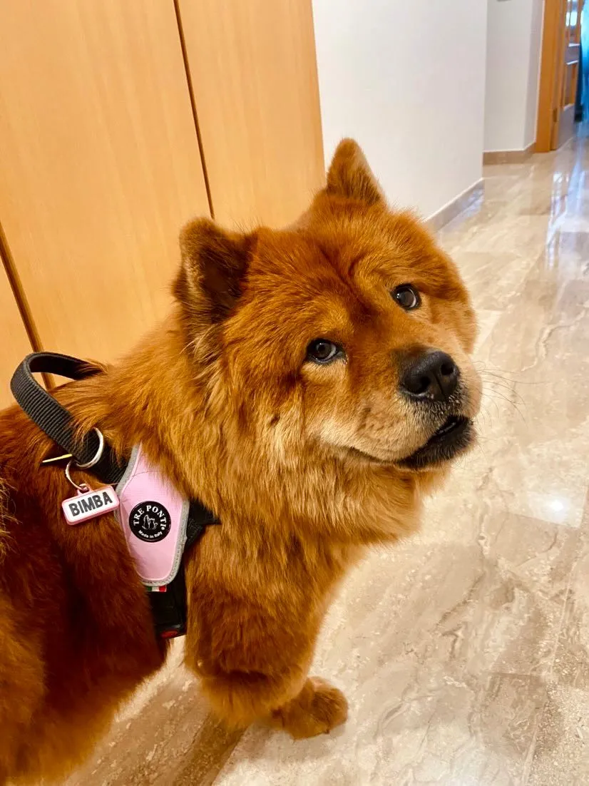 Chow chow de pelaje rojizo con arnés rosa y chapita que dice BIMBA en un pasillo de casa.