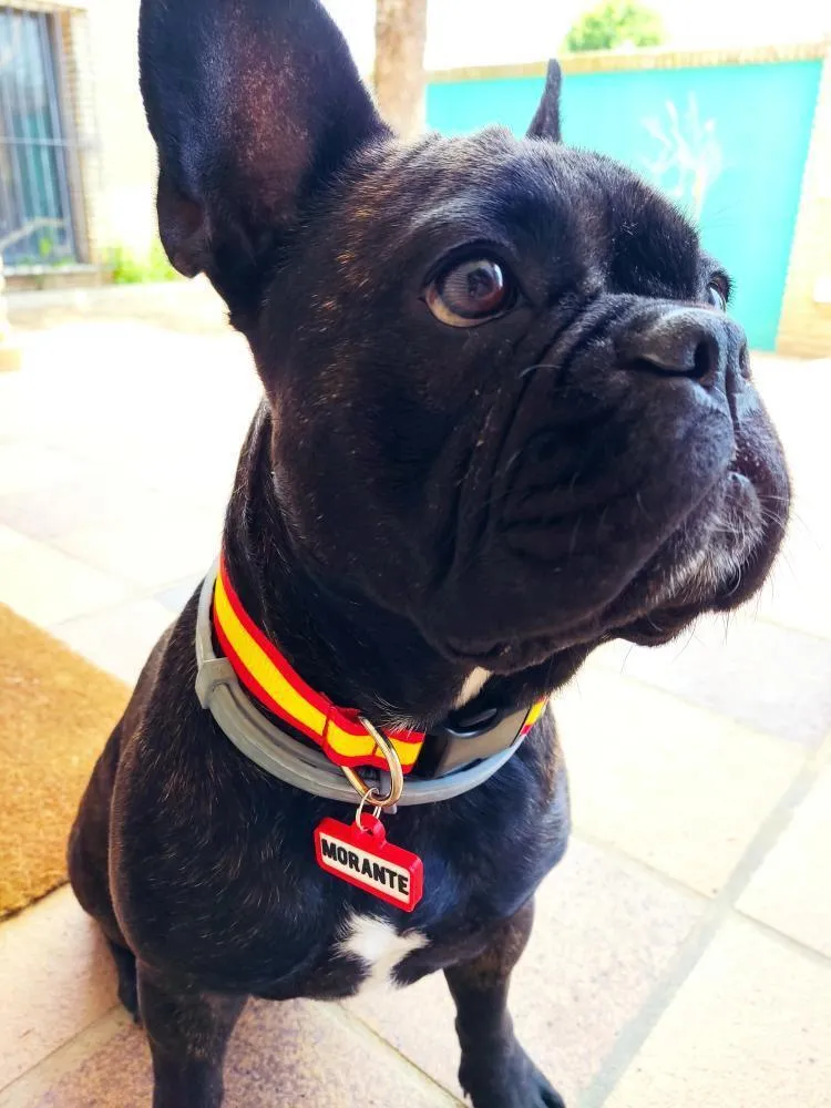 Bulldog francés negro sentado en un patio, con collar rojo y amarillo y chapita roja que dice MORANTE.