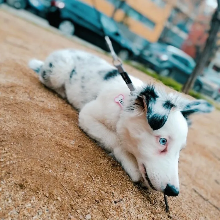 Border collie blanco con manchas negras y un ojo azul, tumbado en tierra con correa y chapita rosa.
