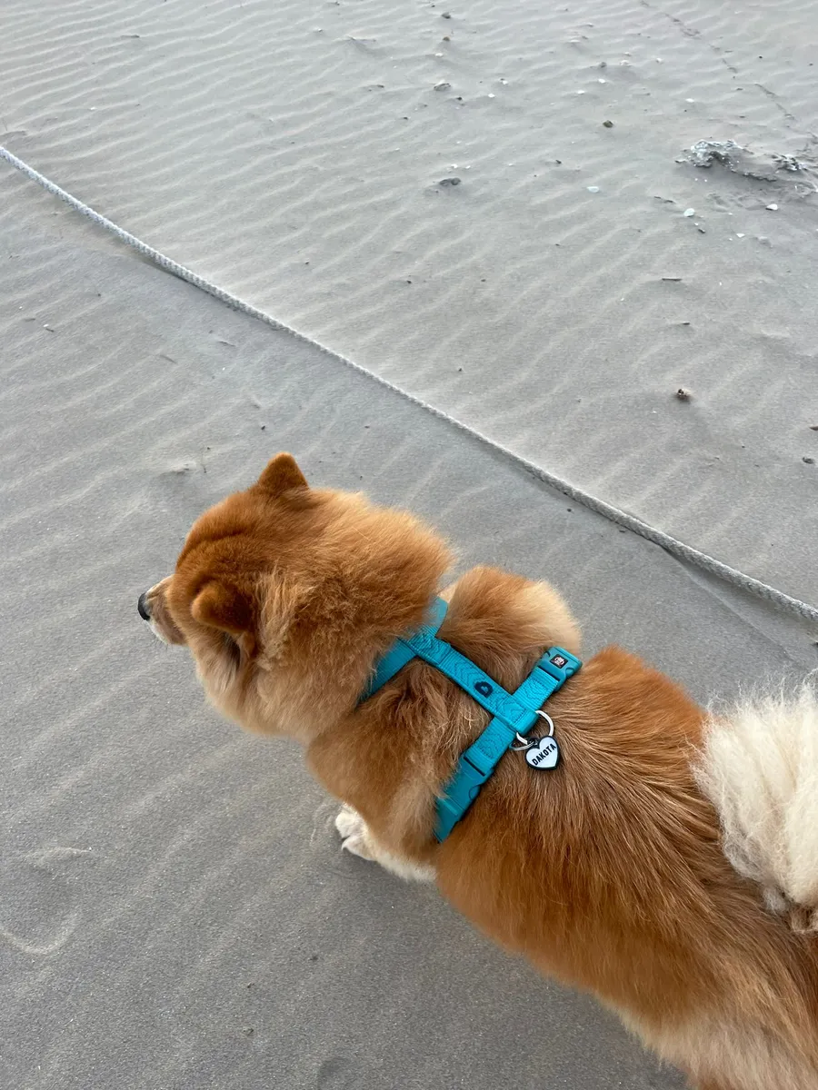 Chow chow de pelaje rojizo con arnés turquesa y chapita redonda, visto desde arriba en la playa.