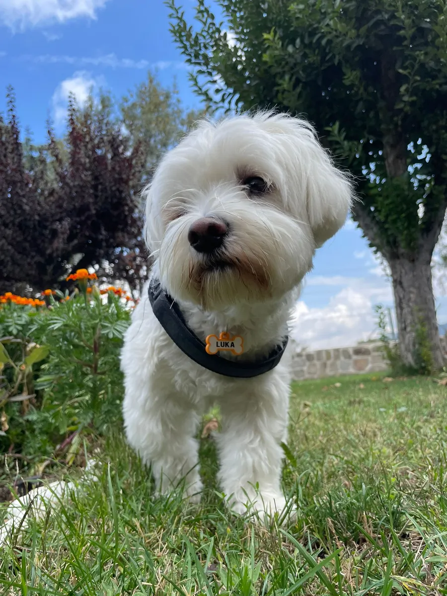 Bichón maltés blanco sobre el césped, con collar negro y chapita dorada que dice LUKA, entre flores y árboles.