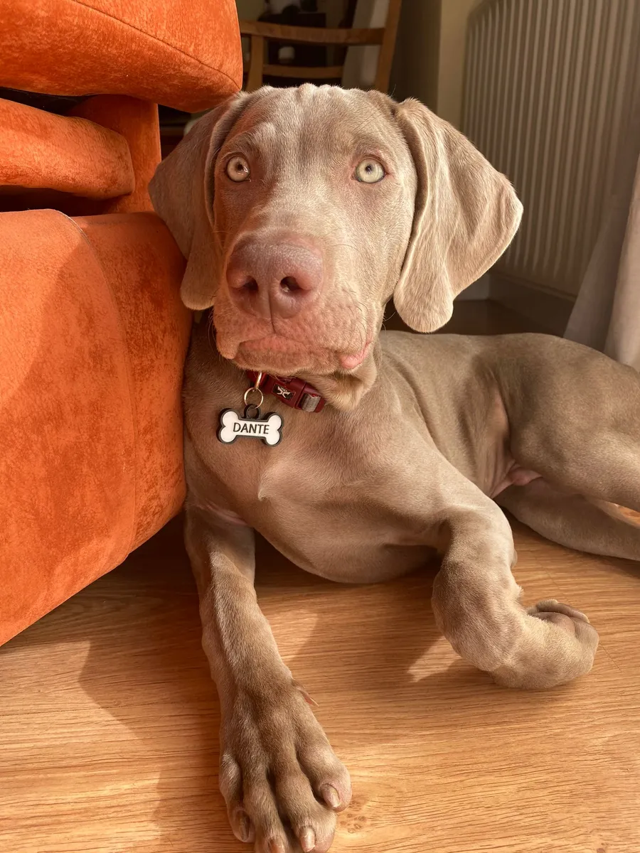Braco de Weimar con chapita en forma de hueso que dice DANTE, tumbado junto a un sofá naranja.