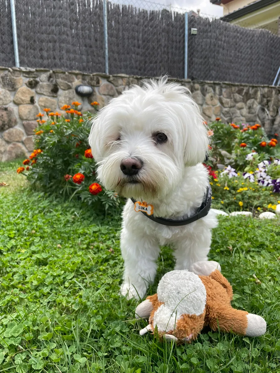Bichón maltés blanco con arnés negro y chapita naranja sobre el césped, junto a un peluche y flores.