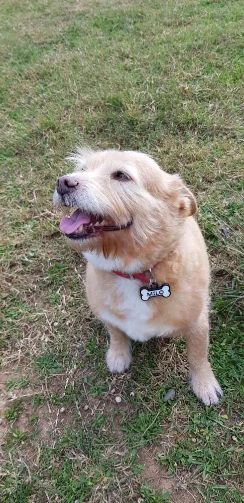 Perro de pelo áspero color crema sentado en el césped, con collar rojo y chapita en forma de hueso que dice Milo.