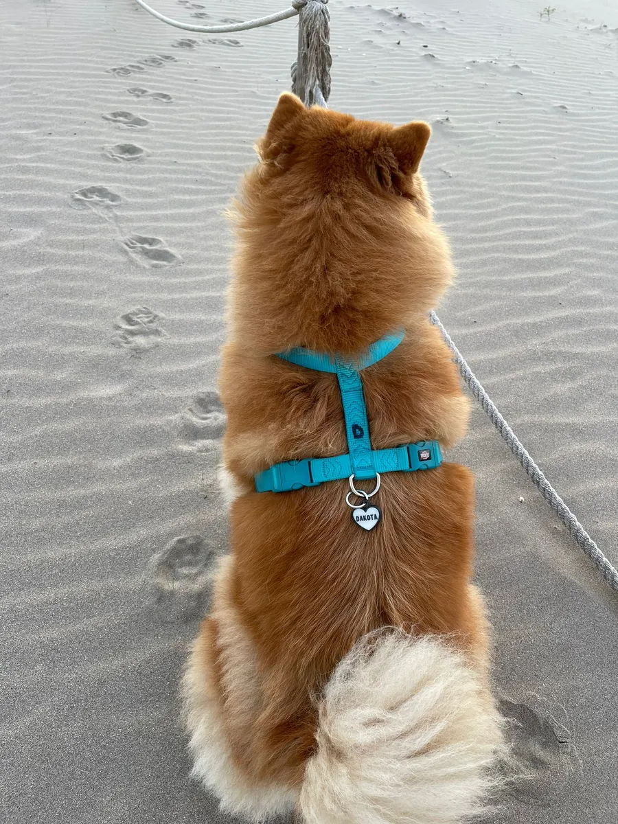 Chow chow visto de espaldas en la playa, con arnés turquesa y chapita redonda.