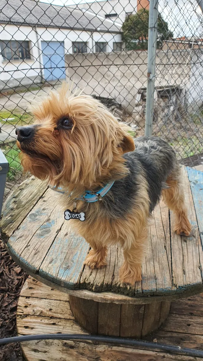 Yorkshire terrier sobre una mesa de madera, con collar azul y chapita negra en forma de hueso que dice VEGAS.