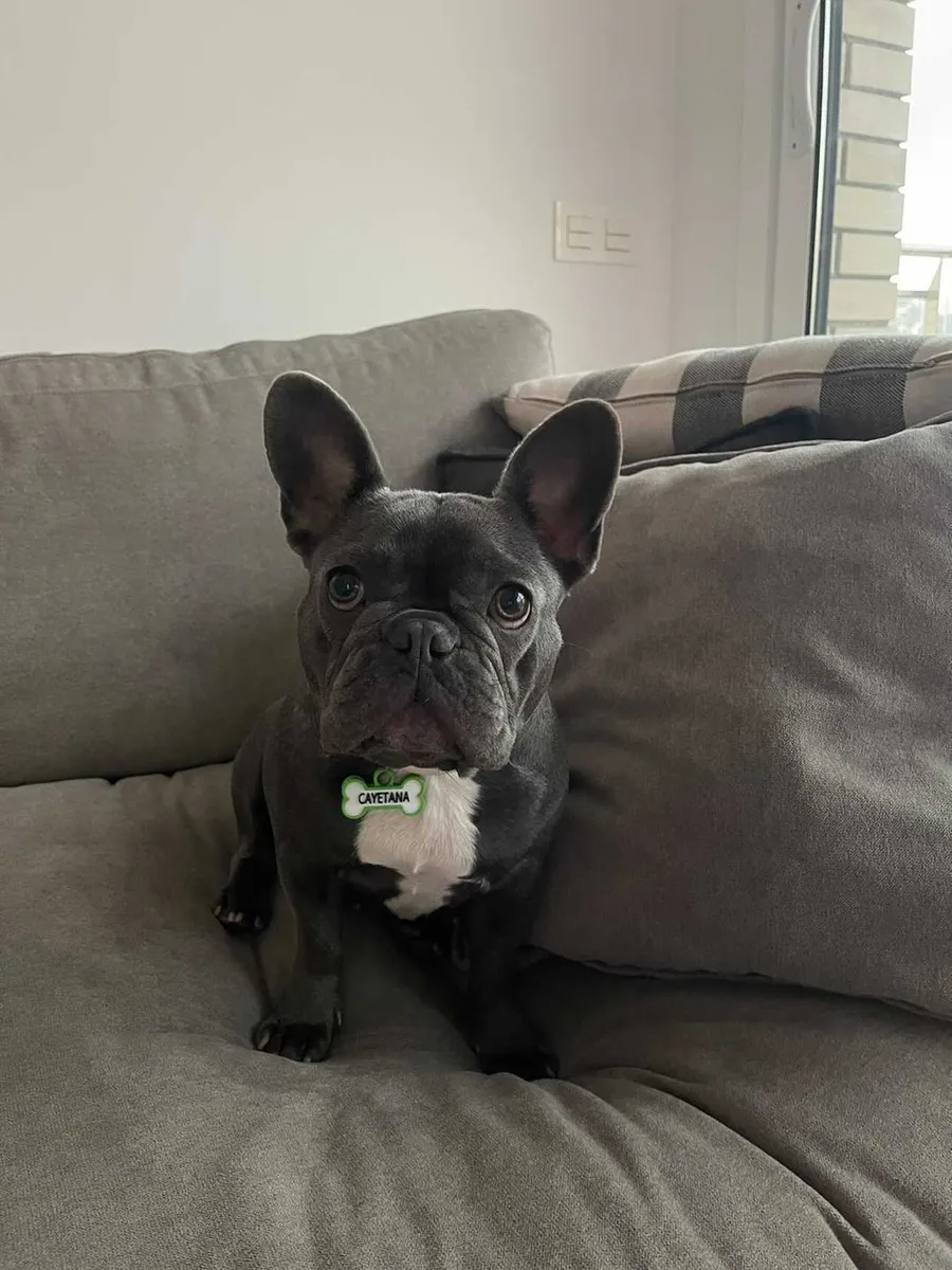 Bulldog francés negro con pecho blanco y chapita verde en forma de hueso, sentado en un sofá gris.