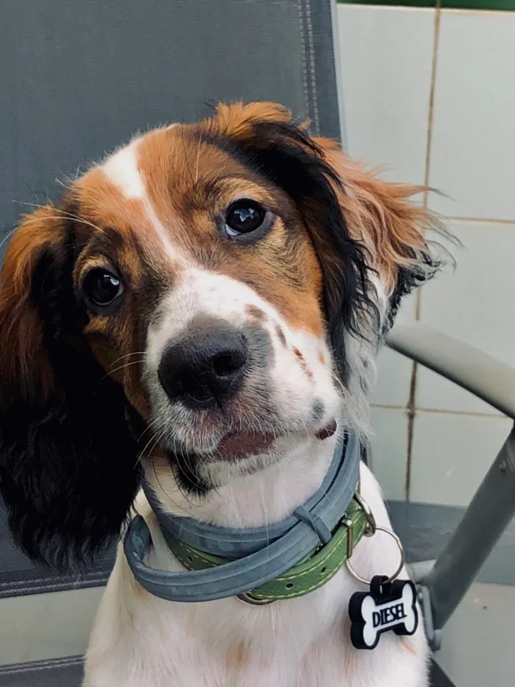 Perro blanco y marrón de orejas largas, con collar verde y chapita de hueso que dice DIESEL, sentado en una silla.