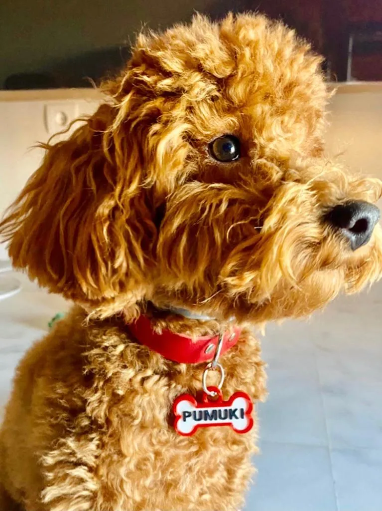 Caniche pequeño de pelo rizado marrón con collar rojo y chapita en forma de hueso que dice PUMUKI.
