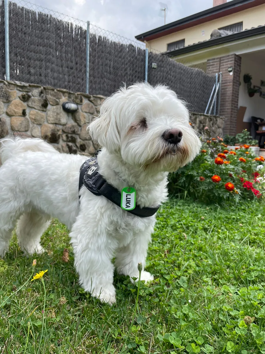 Perro blanco con arnés negro y chapita verde que dice LUKA, de pie en un jardín con flores.