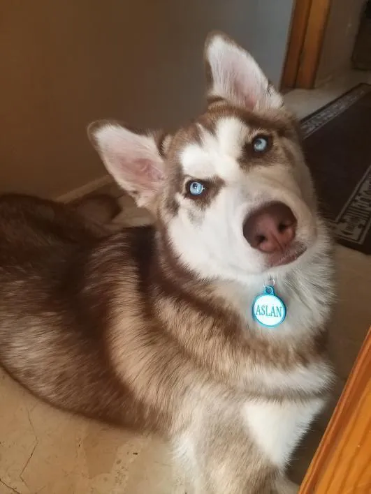 Husky siberiano de ojos azules y pelaje marrón y blanco con chapita turquesa que dice ASLAN.