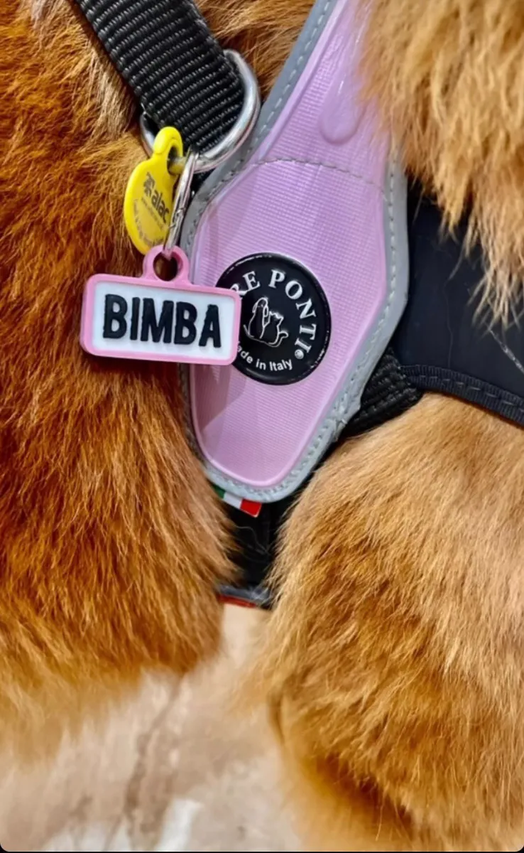 Primer plano de un perro de pelo dorado con arnés rosa y chapita identificativa que dice BIMBA.