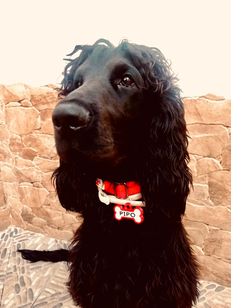 Cocker spaniel negro con collar rojo y chapita en forma de hueso que dice PIPO, junto a un muro de piedra.