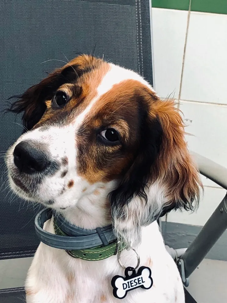 Perro blanco y marrón con la cabeza ladeada, collar verde y chapita en forma de hueso que dice DIESEL.