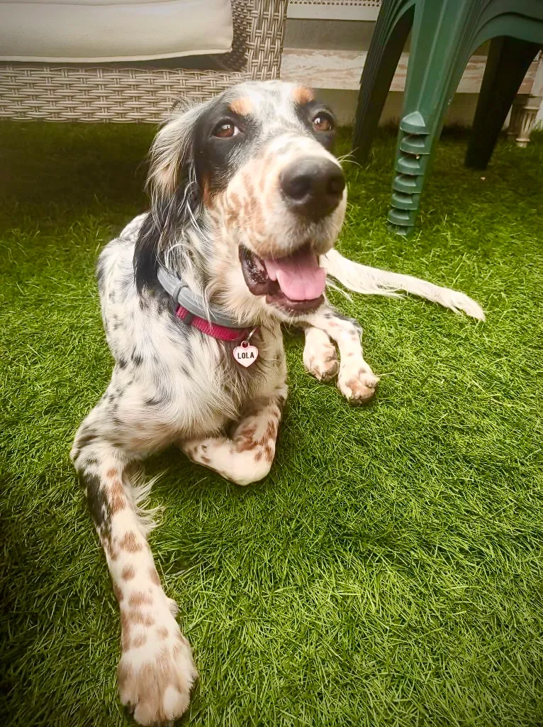 Setter inglés con collar rojo y chapita de LOLA, tumbado sobre césped artificial junto a muebles de jardín.