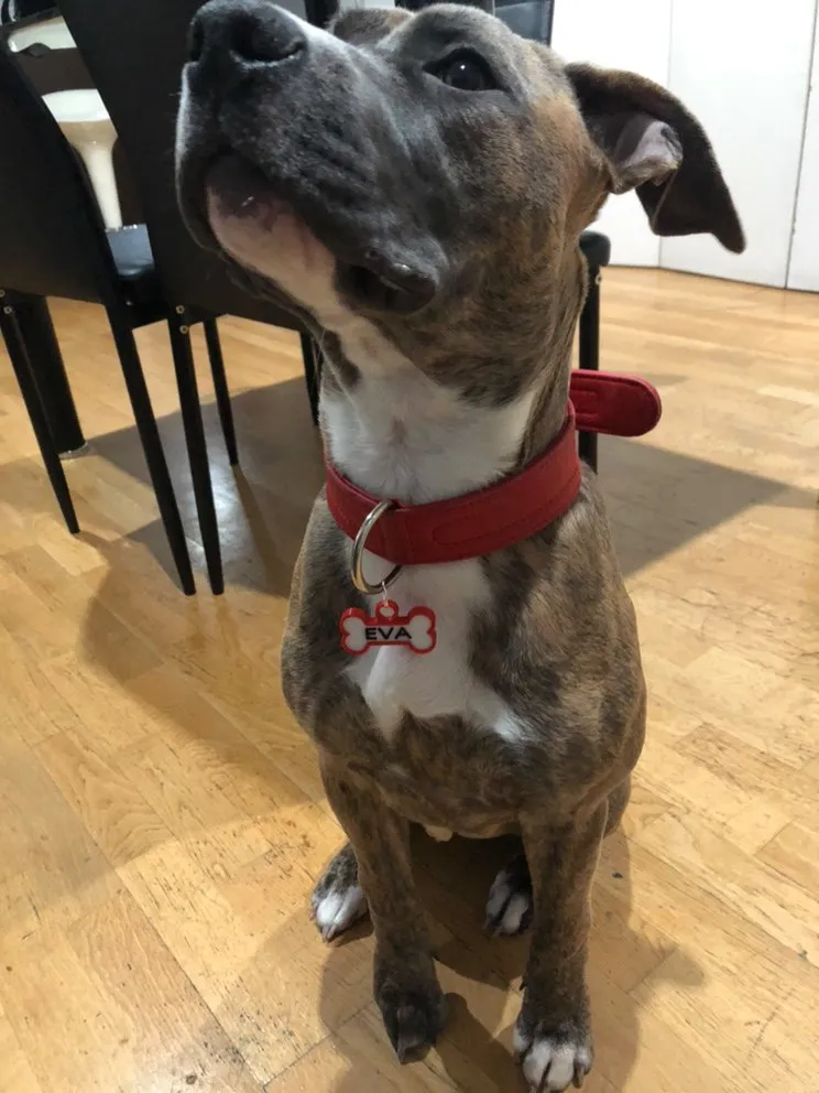 Perra atigrada sentada en casa, con pecho blanco, collar rojo y chapita en forma de hueso que dice EVA.