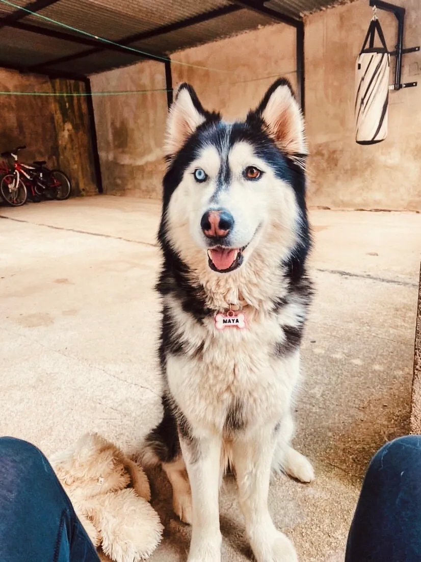 Husky siberiano sentado en un patio, con ojos de distinto color y una chapita rosa que dice MAYA.