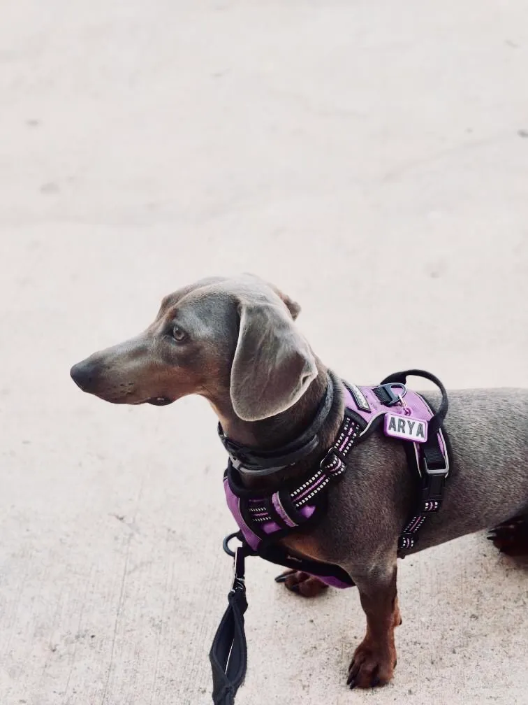 Teckel gris y canela de perfil con arnés morado, correa negra y chapita que dice ARYA sobre suelo de cemento.
