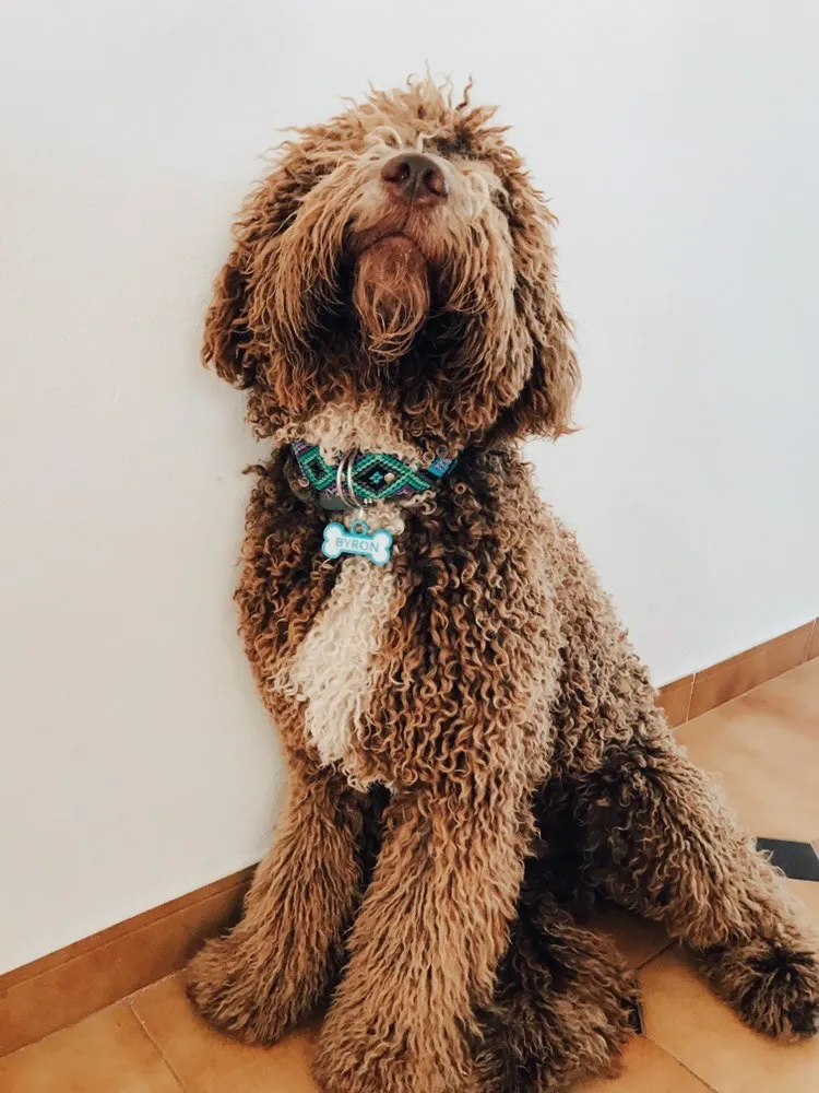 Perro de pelo rizado marrón y pecho blanco, sentado con collar estampado y chapita azul en forma de hueso.