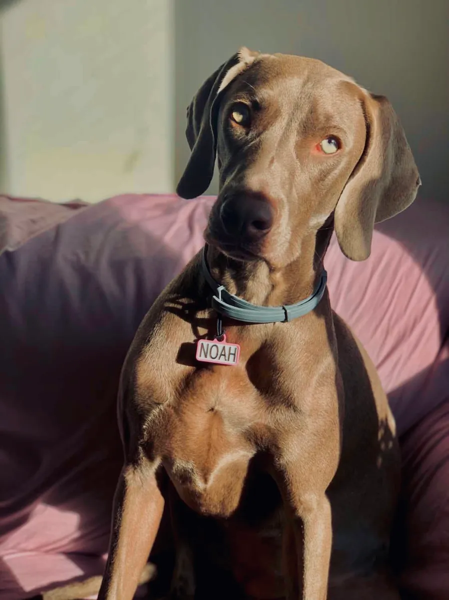 Braco de Weimar sentado en un sofá morado, con collar azul y chapita identificativa que dice NOAH.